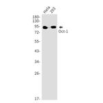 OCT1 (POU2F1) Recombinant Rabbit Monoclonal Antibody (K01_1W07)