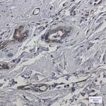 CYB5R3 Antibody in Immunohistochemistry (Paraffin) (IHC (P))