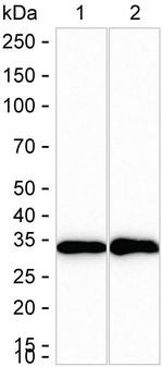 CYB5R3 Antibody in Western Blot (WB)