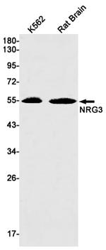 NRG3 Recombinant Rabbit Monoclonal Antibody (K01_1U91)