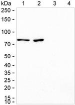 RAVER2 Antibody in Western Blot (WB)