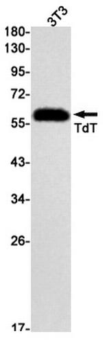 TdT Antibody in Western Blot (WB)