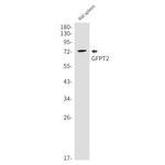 GFPT2 Antibody in Western Blot (WB)