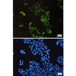 Cyclin A2 Recombinant Rabbit Monoclonal Antibody (K01_1Q01)