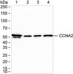 Cyclin A2 Antibody in Western Blot (WB)
