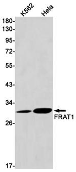 FRAT1 Antibody in Western Blot (WB)