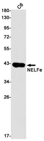 RDBP Antibody in Western Blot (WB)
