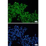 ROC1 Antibody in Immunocytochemistry (ICC/IF)