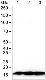 ROC1 Antibody in Western Blot (WB)