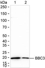 PUMA alpha Antibody in Western Blot (WB)