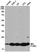 PUMA alpha Antibody in Western Blot (WB)