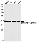 CXCR7 Recombinant Rabbit Monoclonal Antibody (K01_1R90)