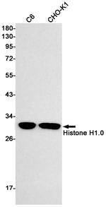 Histone 1F0 Antibody in Western Blot (WB)