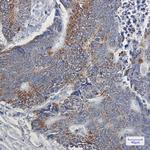 NDUFB9 Antibody in Immunohistochemistry (Paraffin) (IHC (P))