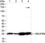 NDUFB9 Antibody in Western Blot (WB)