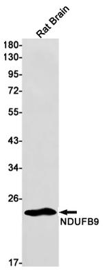 NDUFB9 Antibody in Western Blot (WB)