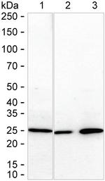 DCI Antibody in Western Blot (WB)