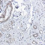 PP1 beta Antibody in Immunohistochemistry (Paraffin) (IHC (P))