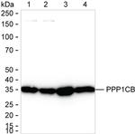 PP1 beta Antibody in Western Blot (WB)