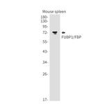 FUBP1 Antibody in Western Blot (WB)