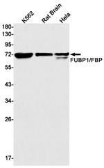 FUBP1 Antibody in Western Blot (WB)