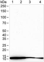 HSPE1 Antibody in Western Blot (WB)