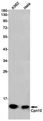 HSPE1 Antibody in Western Blot (WB)