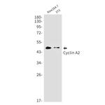 Cyclin A2 Antibody in Western Blot (WB)