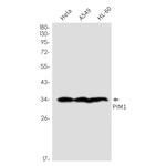 Cyclin A2 Recombinant Rabbit Monoclonal Antibody (K01_1P99)
