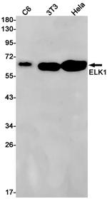 ELK1 Recombinant Rabbit Monoclonal Antibody (K01_1Q74)