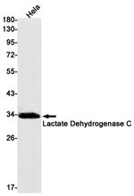 LDHC Antibody in Western Blot (WB)