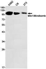 MIB1 Recombinant Rabbit Monoclonal Antibody (K01_1T88)