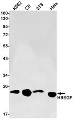 HBEGF Antibody in Western Blot (WB)