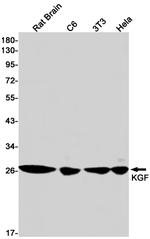 KGF Antibody in Western Blot (WB)