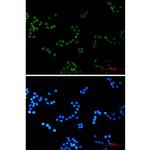 Histone H4 Recombinant Rabbit Monoclonal Antibody (K01_1S26)