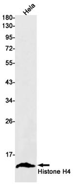 Histone H4 Antibody in Western Blot (WB)
