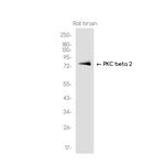 PKC beta Antibody in Western Blot (WB)