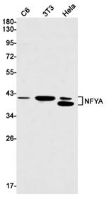 NFYA Recombinant Rabbit Monoclonal Antibody (K01_1U78)