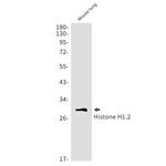 Histone H1.2 Antibody in Western Blot (WB)