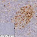 Securin Recombinant Rabbit Monoclonal Antibody (K01_1Y21)