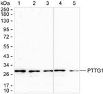 Securin Antibody in Western Blot (WB)