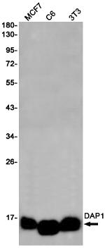 DAP Antibody in Western Blot (WB)