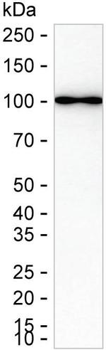ERK3 Antibody in Western Blot (WB)