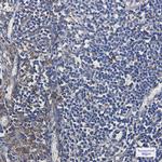 MTCO2 Antibody in Immunohistochemistry (Paraffin) (IHC (P))