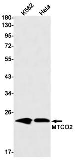 MTCO2 Antibody in Western Blot (WB)