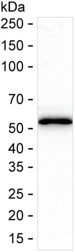 FLI1 Antibody in Western Blot (WB)