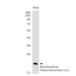 MRPL11 Recombinant Rabbit Monoclonal Antibody (K01_1T91)