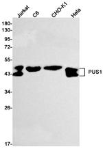 PUS1 Antibody in Western Blot (WB)