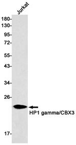 HP1 gamma Antibody in Western Blot (WB)