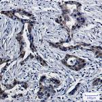 DPYD Antibody in Immunohistochemistry (Paraffin) (IHC (P))